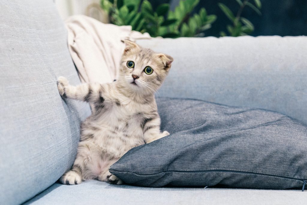 Почему кошки портят мебель?